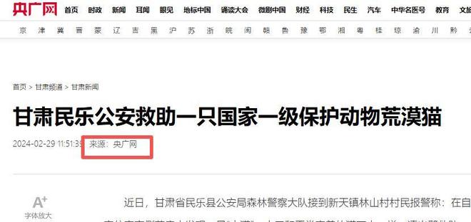 最不为人知的猫！我国特有是一级保护动物2024年甘肃救助1只(图23)