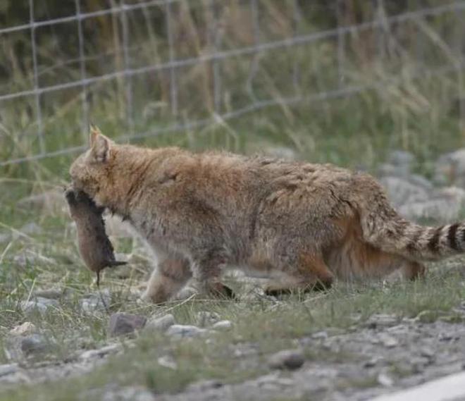 最不为人知的猫！我国特有是一级保护动物2024年甘肃救助1只(图15)