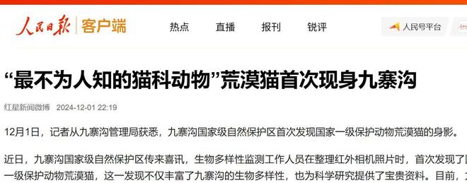 最不为人知的猫！我国特有是一级保护动物2024年甘肃救助1只(图22)