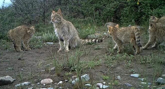 最不为人知的猫！我国特有是一级保护动物2024年甘肃救助1只(图17)