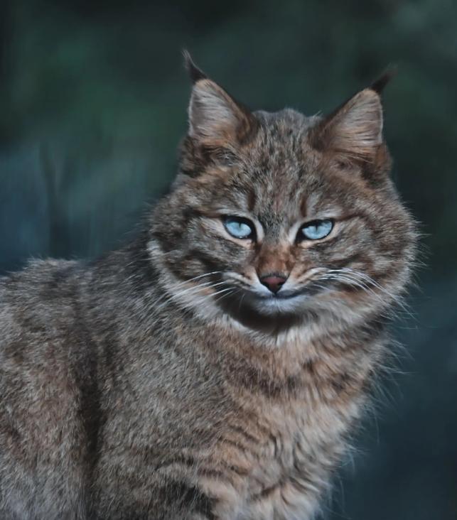 最不为人知的猫！我国特有是一级保护动物2024年甘肃救助1只(图14)