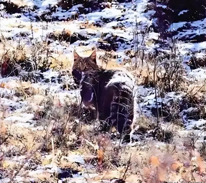 最不为人知的猫！我国特有是一级保护动物2024年甘肃救助1只(图19)