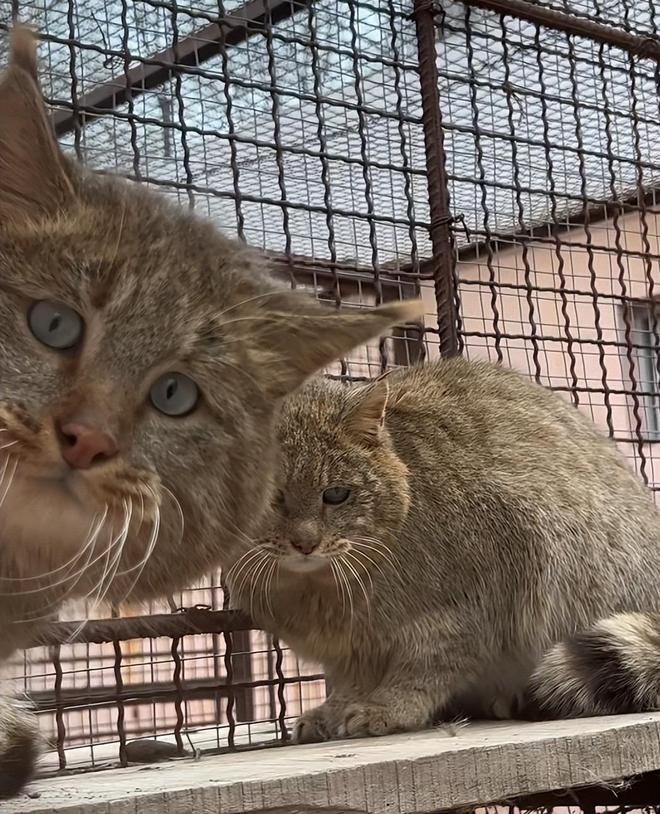 最不为人知的猫！我国特有是一级保护动物2024年甘肃救助1只(图21)