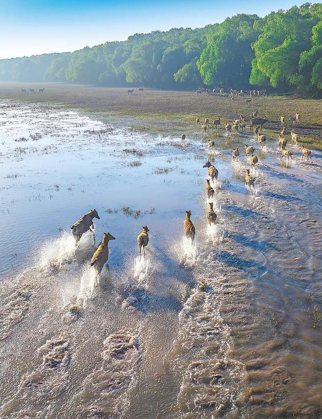 4位亲历者见证中国麋鹿保护的世界传奇：从诺亚方舟到东方乐园(图1)