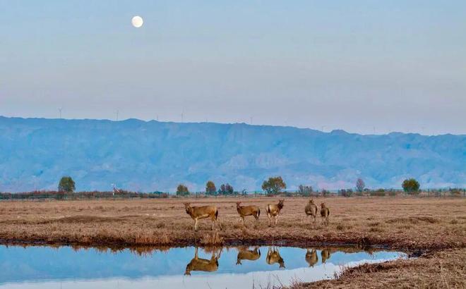 麋鹿国际名回归“MiLu”意味着什么(图2)