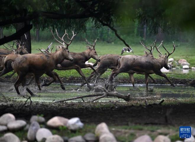 麋鹿国际名回归“MiLu”意味着什么(图1)