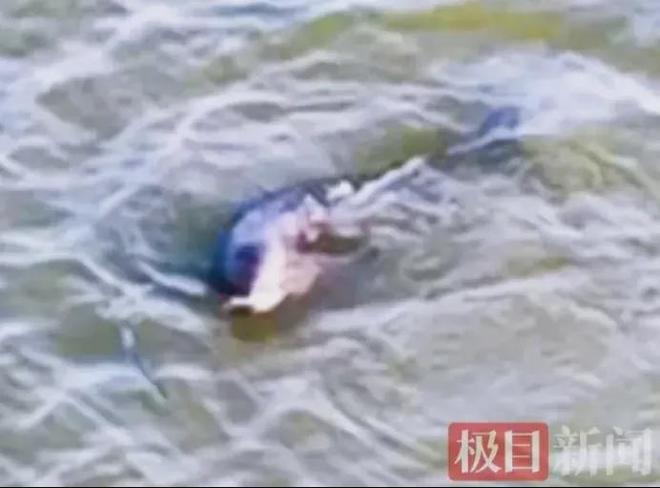 长江江豚变多十年禁渔成效显著：江豚有20厘米鱼吃鱼比猪崽重(图4)