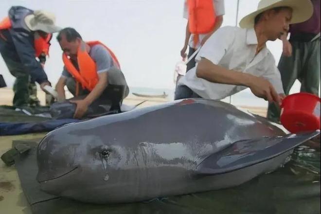 长江江豚变多十年禁渔成效显著：江豚有20厘米鱼吃鱼比猪崽重(图2)