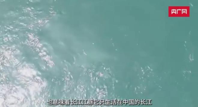 长江江豚变多十年禁渔成效显著：江豚有20厘米鱼吃鱼比猪崽重(图1)