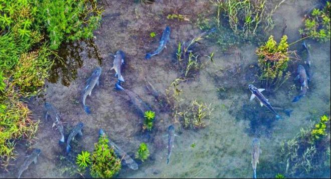 长江江豚变多十年禁渔成效显著：江豚有20厘米鱼吃鱼比猪崽重(图7)