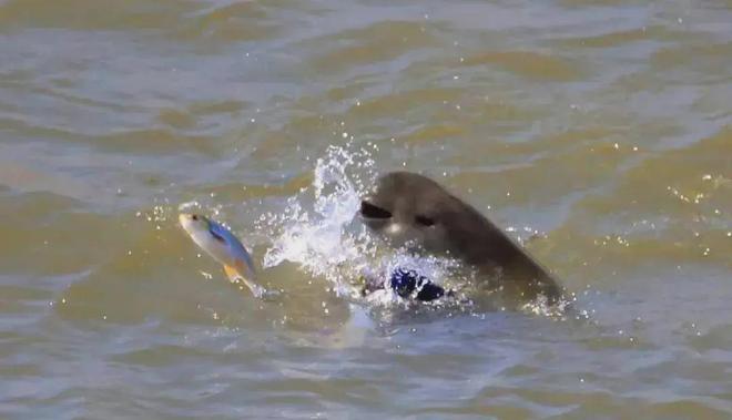 长江江豚变多十年禁渔成效显著：江豚有20厘米鱼吃鱼比猪崽重(图6)
