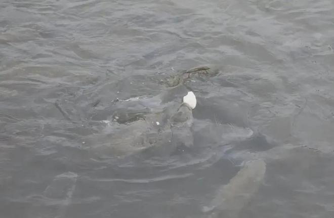 长江江豚变多十年禁渔成效显著：江豚有20厘米鱼吃鱼比猪崽重(图5)