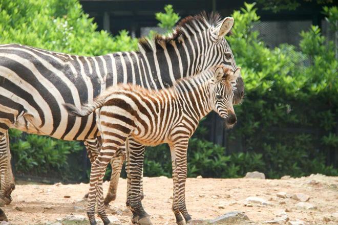 欢迎来到“疯狂动物城”无锡站！(图8)