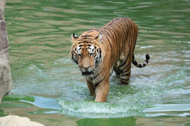 欢迎来到“疯狂动物城”无锡站！(图10)