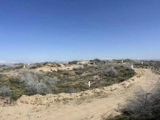 立案！保护大耳沙蜥国内唯一栖息地(图1)