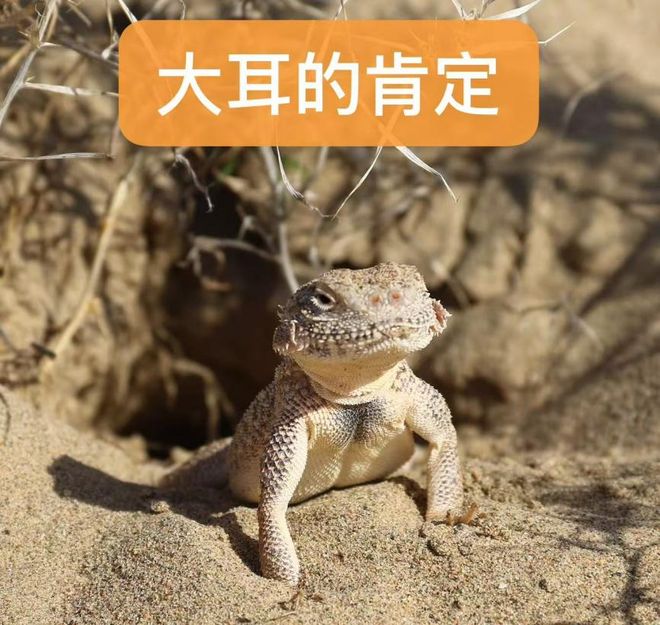立案！保护大耳沙蜥国内唯一栖息地(图4)