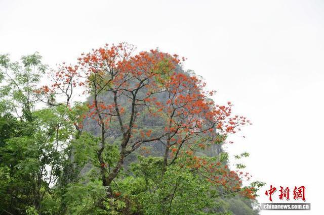 国家一级保护野生植物广西火桐种群数量稳定增长(图2)