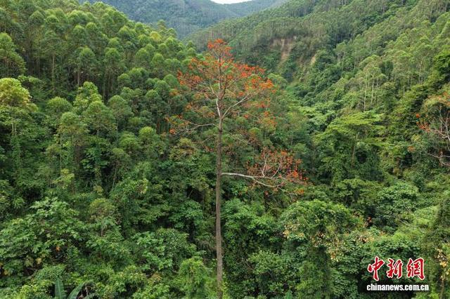 国家一级保护野生植物广西火桐种群数量稳定增长(图1)