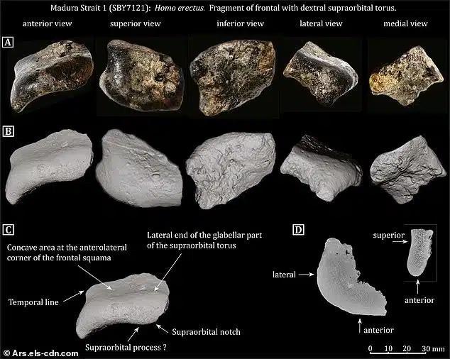 科学家在东南亚海底发掘出一个距今14万年的沉没世界：遍布巨型野兽、已灭绝人类物种(图3)