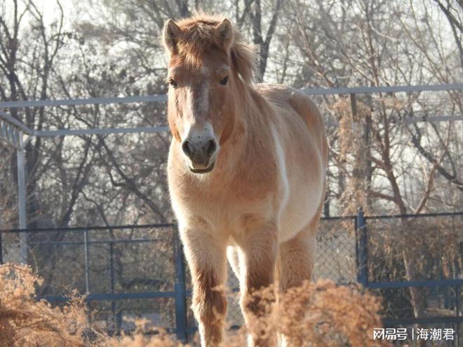 郭耕：马年话马 海潮天下·动物与文化(图5)