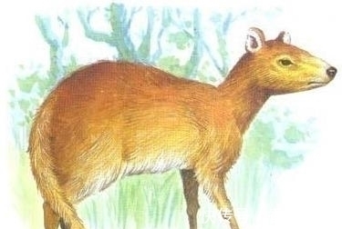 加拉帕戈斯群岛上多种生物或已灭绝(图1)