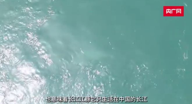 长江江豚变多了十年禁渔成效显著：江豚有20厘米鱼吃鱼比猪崽重(图1)