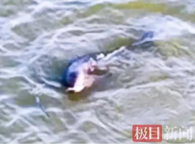 长江江豚变多了十年禁渔成效显著：江豚有20厘米鱼吃鱼比猪崽重(图4)