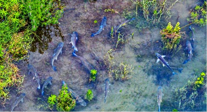 长江江豚变多了十年禁渔成效显著：江豚有20厘米鱼吃鱼比猪崽重(图7)