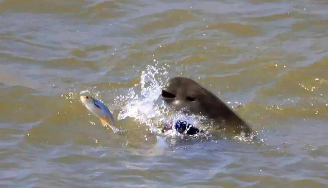 长江江豚变多了十年禁渔成效显著：江豚有20厘米鱼吃鱼比猪崽重(图6)