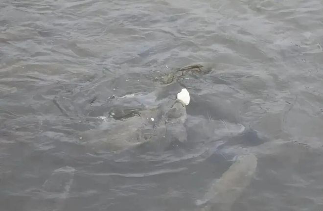 长江江豚变多了十年禁渔成效显著：江豚有20厘米鱼吃鱼比猪崽重(图5)