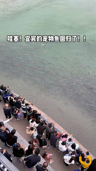 长江江豚变多了十年禁渔成效显著：江豚有20厘米鱼吃鱼比猪崽重(图8)