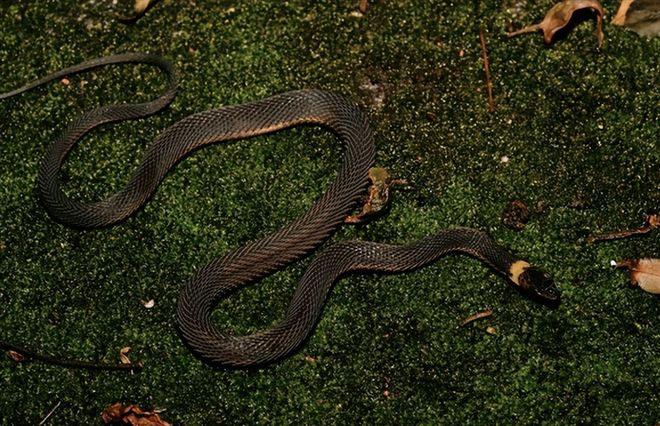 世界蛇类新物种中国特有蛇类2024年在湖南南山国家公园被发现(图2)