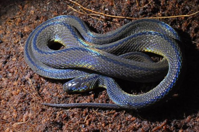 世界蛇类新物种中国特有蛇类2024年在湖南南山国家公园被发现(图4)