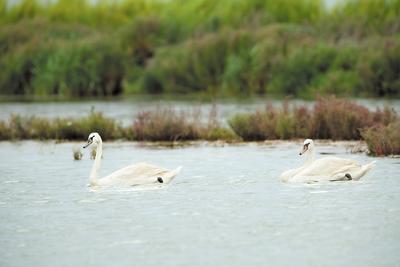受人类活动影响 60%灵长类动物面临灭绝威胁(图1)