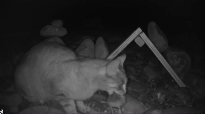 时隔一年一夜破坏95个鸟巢的野猫被抓体重12斤(图1)