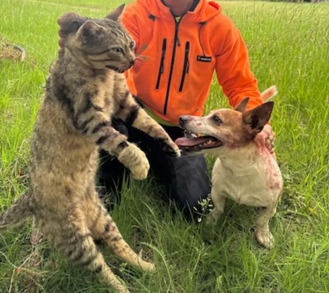 时隔一年一夜破坏95个鸟巢的野猫被抓体重12斤(图3)