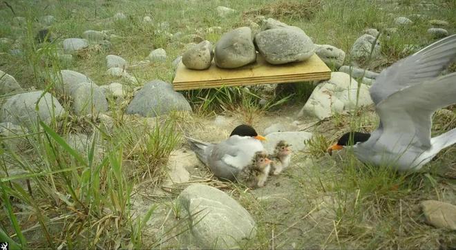 时隔一年一夜破坏95个鸟巢的野猫被抓体重12斤(图2)