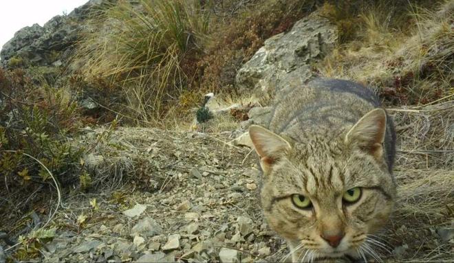 时隔一年一夜破坏95个鸟巢的野猫被抓体重12斤(图4)