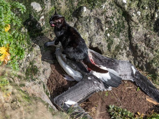 时隔一年一夜破坏95个鸟巢的野猫被抓体重12斤(图5)