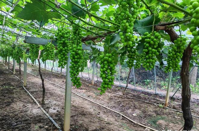 一度濒临灭绝！2020年陕西村民救下1只竟是山海经中的上古神兽(图2)