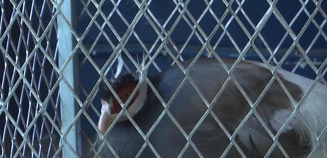 一度濒临灭绝！2020年陕西村民救下1只竟是山海经中的上古神兽(图3)