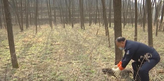 一度濒临灭绝！2020年陕西村民救下1只竟是山海经中的上古神兽(图9)