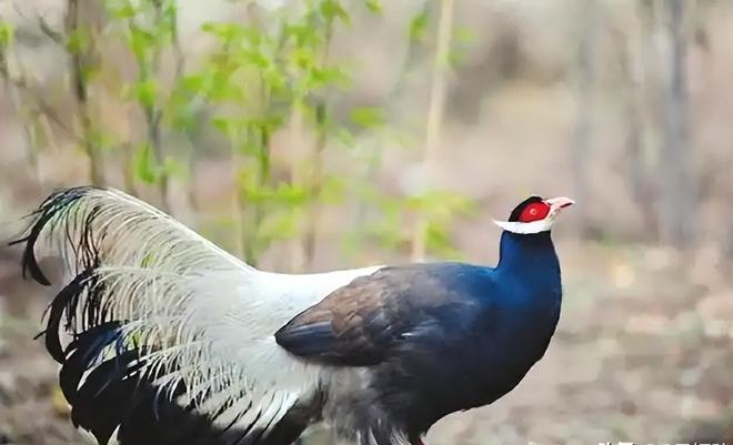 一度濒临灭绝！2020年陕西村民救下1只竟是山海经中的上古神兽(图6)