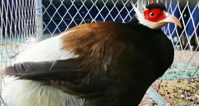 一度濒临灭绝！2020年陕西村民救下1只竟是山海经中的上古神兽(图4)