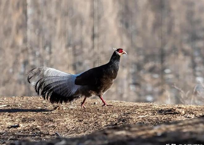 一度濒临灭绝！2020年陕西村民救下1只竟是山海经中的上古神兽(图16)