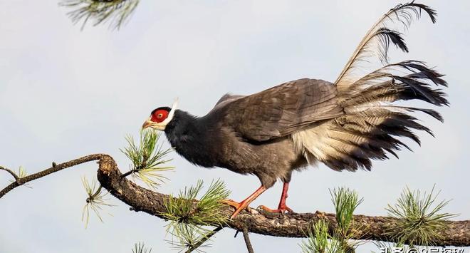 一度濒临灭绝！2020年陕西村民救下1只竟是山海经中的上古神兽(图11)