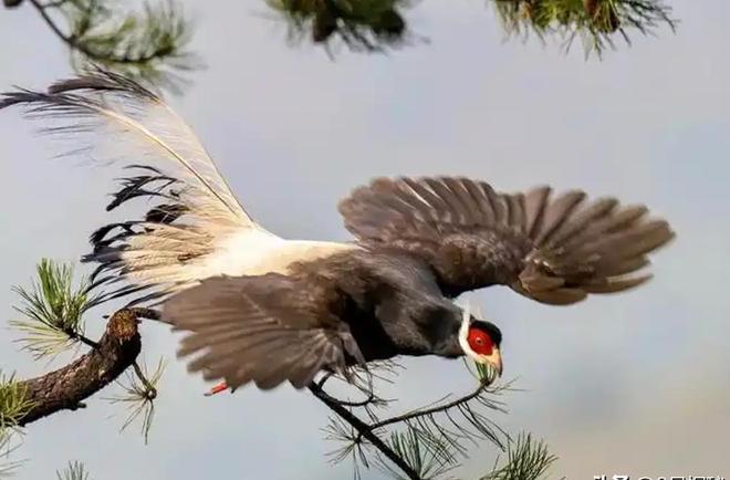 一度濒临灭绝！2020年陕西村民救下1只竟是山海经中的上古神兽(图15)