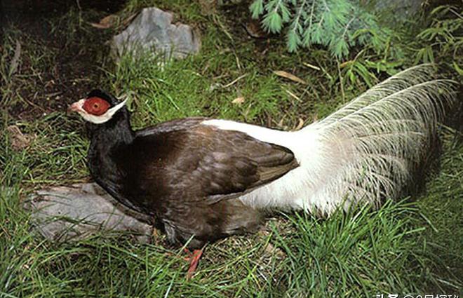 一度濒临灭绝！2020年陕西村民救下1只竟是山海经中的上古神兽(图20)