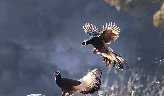 一度濒临灭绝！2020年陕西村民救下1只竟是山海经中的上古神兽(图21)