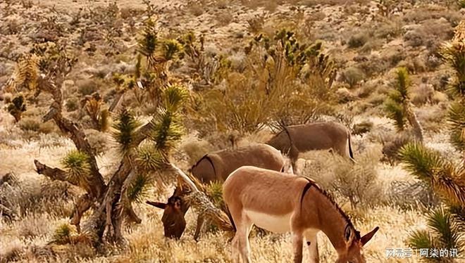 美国野驴低价卖中国五年从泛滥成了濒危？美媒：都怪中国太残忍(图5)